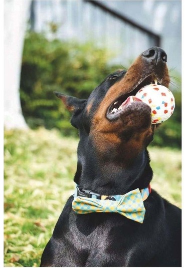 M-pets Bloom Ball Parçalanmaz Top Köpek Oyuncağı 7 Cm