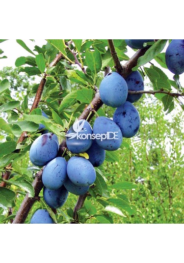 Erik Stanley Birton Fidanı