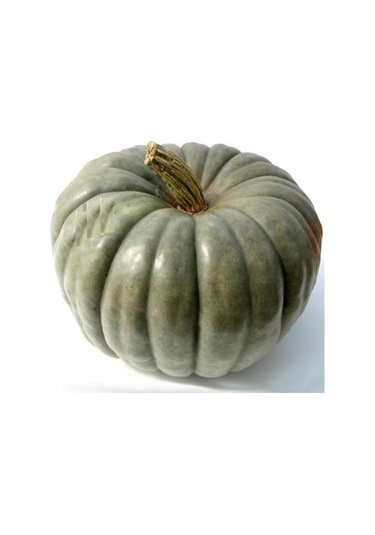 Nadir İthal İri Yeşil Bal Kabağı Tohumu 3 Adet Tohum Kabak Tohumu