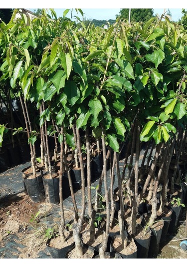 3 Yaş Napolyon Kiraz Fidanı