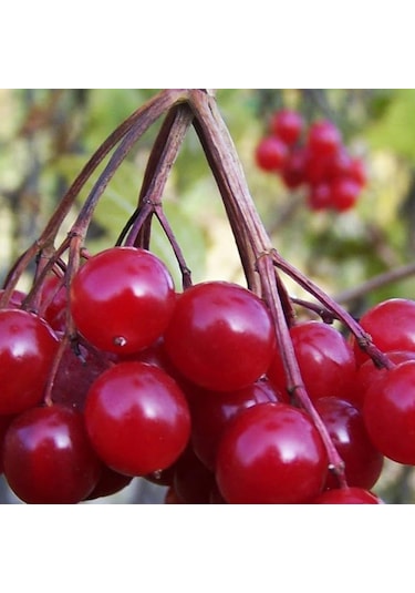 Tüplü Özel Ürün Girebolu Gilaboru Gilaburu.girabolu Fidanı
