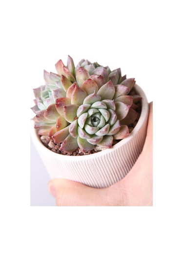 Echeveria Elegan Hybrid - Sukulent Haangarden