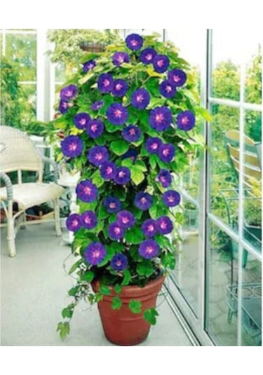 Sarmaşık Kahkaha Çiçeği Tohumu Çiçek Tohumu Çiçek 5 Tohum