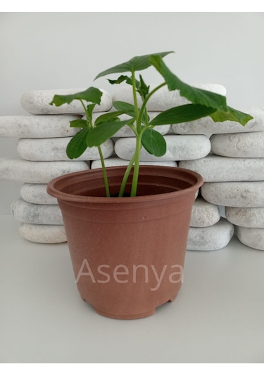 Üretim Saksısı 15X13 Cm Vakum Saksı Thermoform Saksı -Adet Seçin