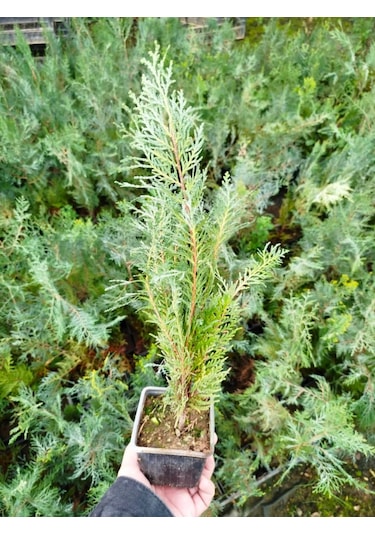 Yeşil Mazı 5 Adet / 30-50 Cm Çit Bitkisi Thuja Orientalis