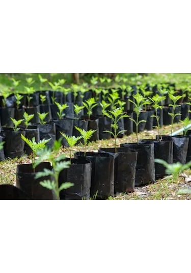 Fidan Poşeti 11x13 cm 800 Adet Körüksüz Fide Poşeti Fide Torbası