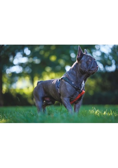 M-pets Wıld Jungle Köpek Göğüs Tasması L Turuncu