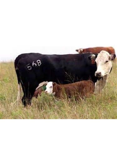 Hayvan Numara İşaretleme Soğuk Damga Seti - 11 Cm-büyükbaş