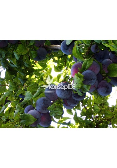 Erik Angeleno Fidanı N11.222