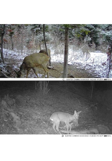 Hallow-20mp/1080p Avcılık Kamera 0.3s Tetik Hızı Gece Görüş Kamuflaj