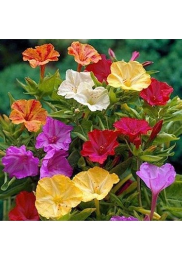 Akşam Sefası Çiçeği Tohumu 10 Adet