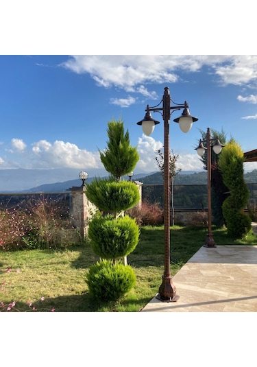 TÜPLÜ LİMONİ SERVİ FİDANI BOY 60-80CM