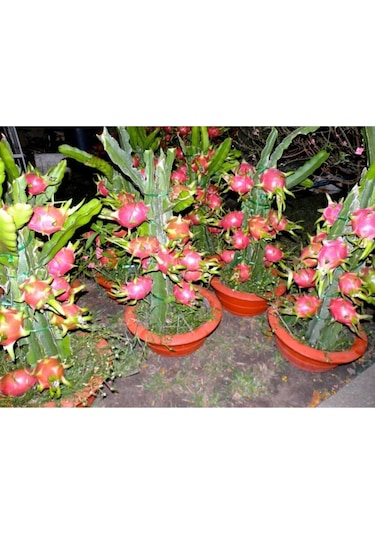 Ejderha Meyvesi - Dragon Fruit Tohumu Tropikal Meyve Tohumları 10 Adet Tohum