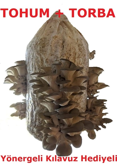 Ortalama 750 Adet İstiridye Mantarı Tohumu, Ekim Poşeti Ve Klavuz