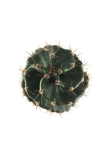 Cereus Forbesii 'Spiralis' (Kaktüs) Ø10.5 CM Y15-20 CM