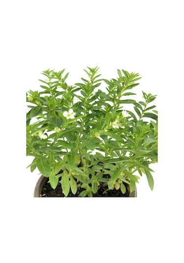 Beyaz Kufeya Çiçeği Fidanı 10-20 Cm