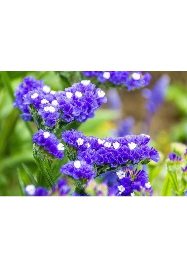 Deniz Lavantası Çiçeği Tohumu[10 Adet Tohum]