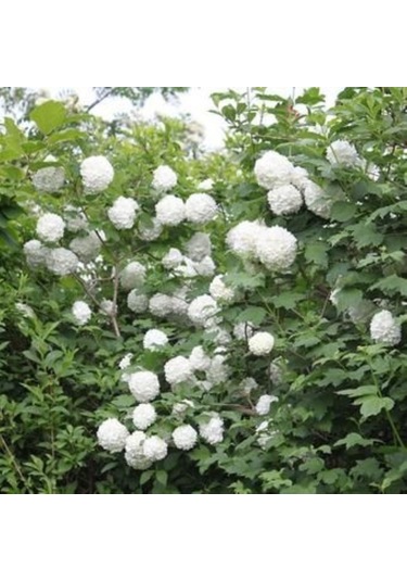 Göz Alıcı Beyaz Çiçekler: Çınar Kartopu Fidanı