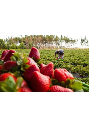Çilek Fidesi Salkım Çilek Yediveren Çilek Fidanı Açık Kök Adet Se 250 ADET