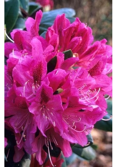 Açelya Fidanı Baharın En Güzel Habercisi: Açelya 2 Yaşında Tüp...