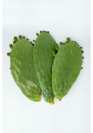 Dikenli İncir 3 Adet Saksısız Çelik Hint İnciri Kaynana Dili Frenk Yemişi Kürek Yemişi