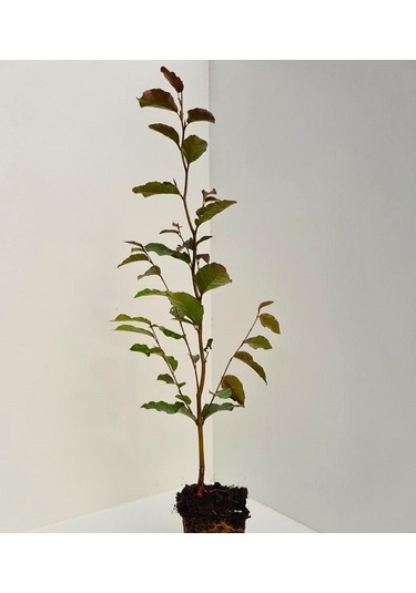 Kırmızı Kayın Fidanı 5 Adet - Fagus Sylvatica Atropurpurea