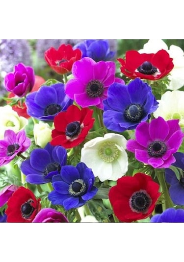 Safir Garden Karışık Anemon Çiçeği Soğanı 5 Adet