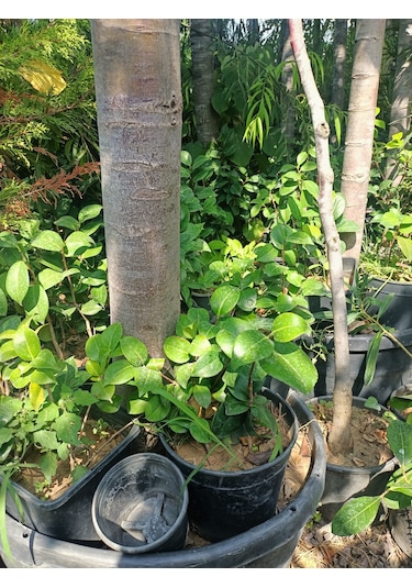 Yeşil Deniz Fidancılık Kamelya Fidanı 30-50 Cm