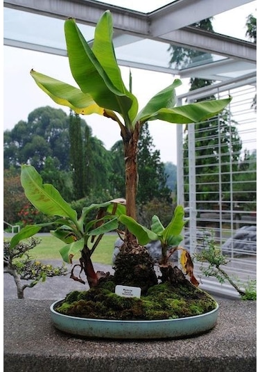 Muz Bonzai Tohumu Saksı Toprak Seti Banana Bonsai