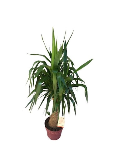 Fil Ayaklı Yuka Ağacı Yuka Elephantipes 140-150 Cm