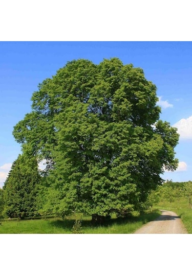 Fidan Ihlamur Fidanı 60 - 80 Cm Boy 1adet