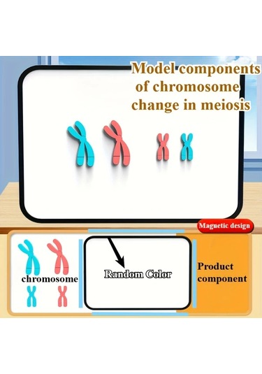 Willowhaven Mayoz Kromozom Modeli Manyetik Yavaşlatma Eğitim Seti Kırmızı Mavi