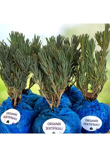 EGET Organik Lavanta Fidesi-12 Adet
