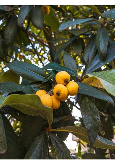 250 Gr. Yeni Dünya - Malta Eriği Yaprağı Dalından Günlük Toplama