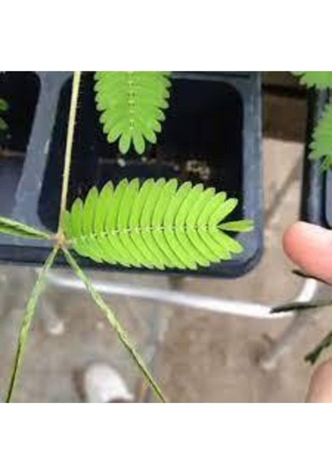 50 Adet Tohum Mimoza Küstüm Çiçeği Tohumu Organik Bahçe Balkon Küstüm Çiçek Tohumu