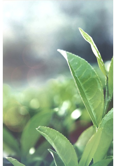 Intense Natural Çay Ağacı Yağı 10 ML