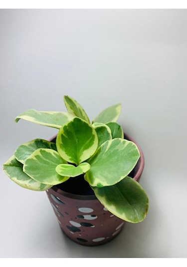 Peperomia Obtusifolia Alacalı Peperomia Ithal Özel Tür
