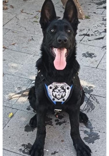 Mg Tasma K9 Göğüs ve Sırt Tasması Mavi