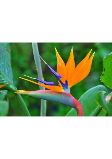 5 Adet Bird Of Paradise,strelitzia Reginae Tohumu