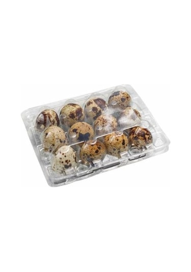 Yumurta Viyolü Bıldırcın 100'lü