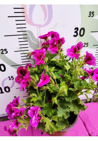 Mor Alacalı Ceylangözü Sardunya Pelargonium Domesticum - Renkli Süs Bitkisi
