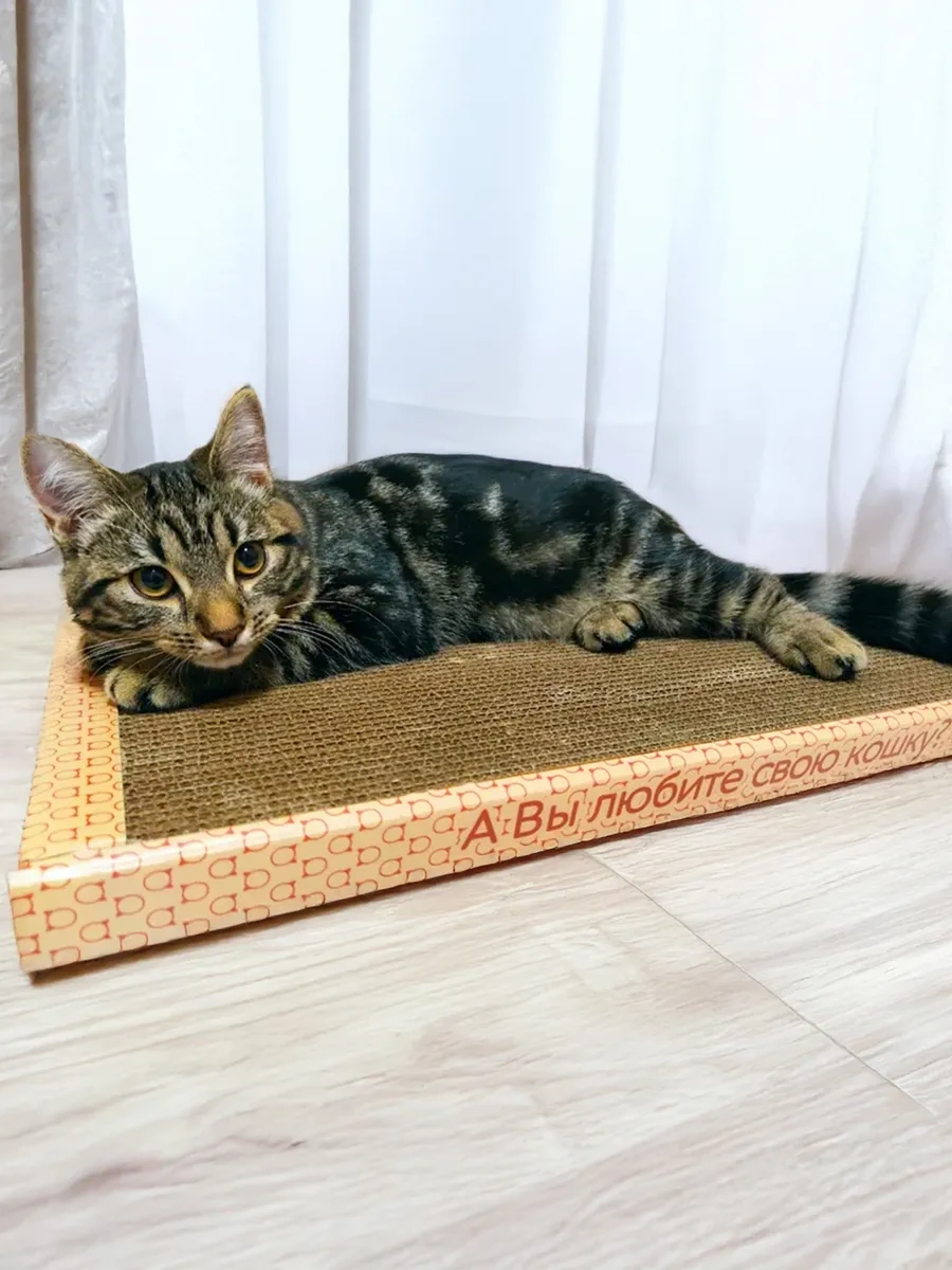 Kogtedralka Kedi Pençeleri İçin Kına Çoraplı Karton Yer Tipi Pençe Törpüsü 23790697