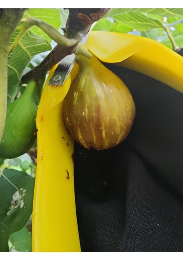 Ritar Mtj 101 Meyve Toplama