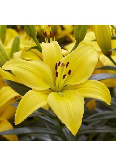 Kokulu Fancy Joy Sarı Zambak Çiçeği Soğanı (1 adet)