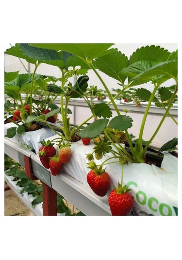 Topraksız Market Çilek İçin Cocopeat