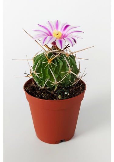 Echinofossulocactus Multicostatus Kaktüs 5.5 Cm Saksida