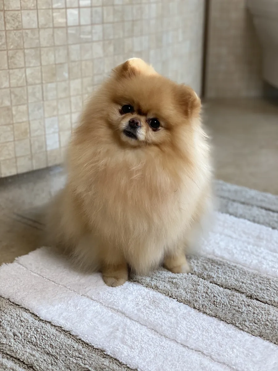 Homy Mood Banyo Ve Tuvalet Paspası 50x80 Cm 37009881 Beyaz