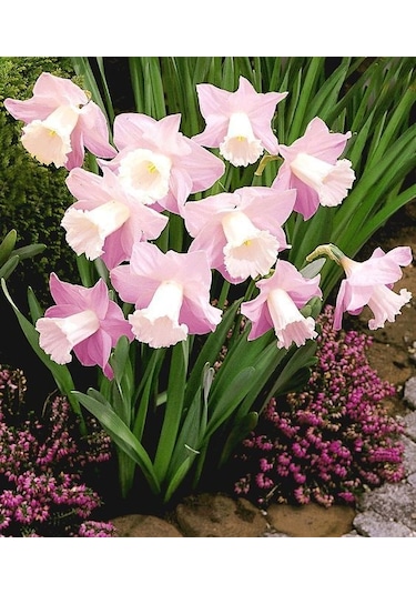 4 Adet Özel Renkli Nergis Çiçeği Soğanı Kokulu