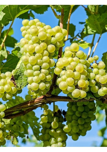 Aysenin Üzüm Çekirdeği Yağı / Grape Seed Oil 50 ML.