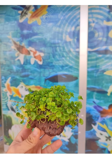 Dichondra Repens "Kayaya Tutturulmuş"